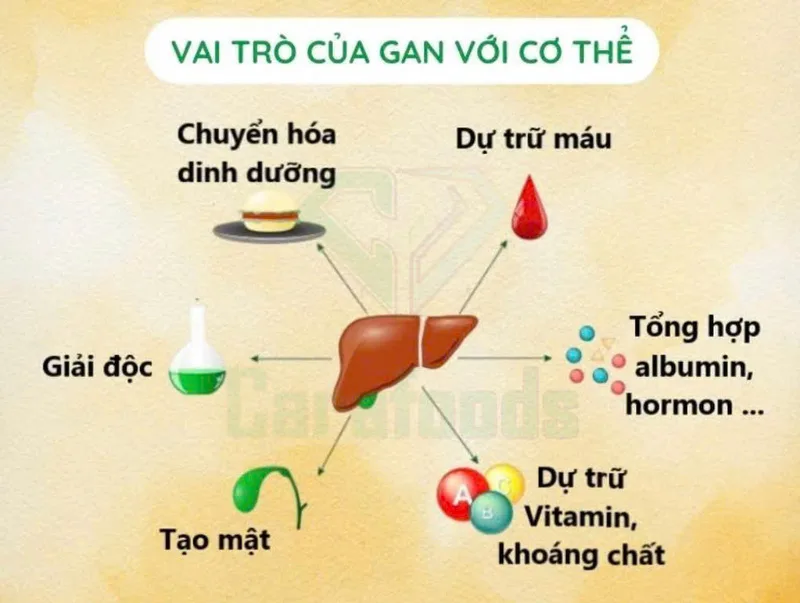 Gan hỗ trợ chuyển hóa dinh dưỡng, xử lý chất dư thừa và duy trì năng lượng cho cơ thể.